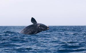 Ballena