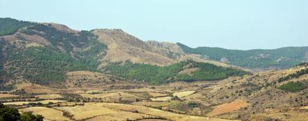 Jaraba
