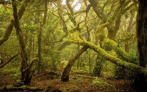 Parque Natural de Garajonay