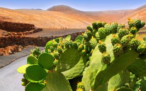 Cactus Nopal