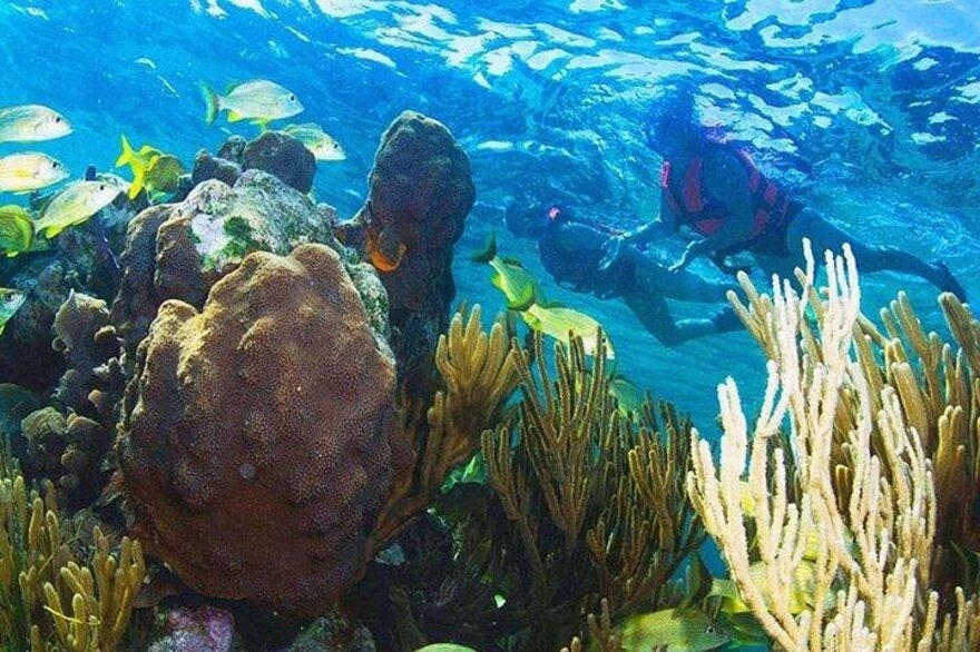 Tour de snorkel en el arrecife de Puerto Morelos con recogida en Cancún