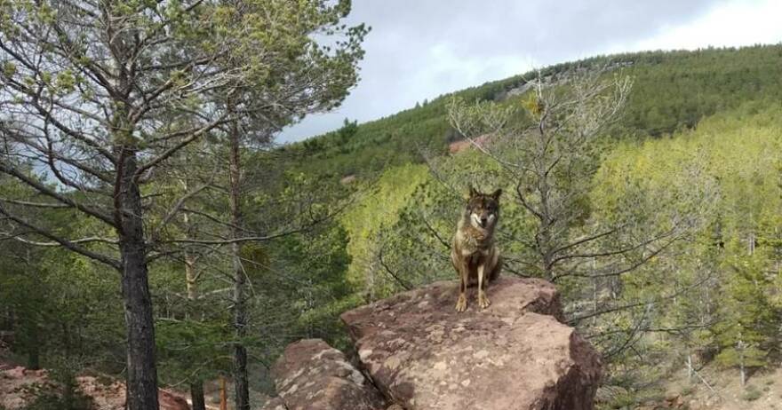 Foto de Parque de fauna La Maleza en Tramacastilla, Teruel