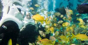 SeaVenture en Discovery Cove