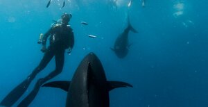 Nada entre atunes rojos gigantes en L'Ametlla de Mar