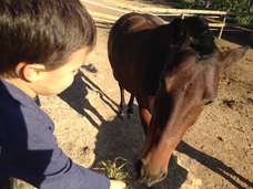 dando hierba a un caballo