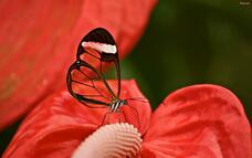 mariposa greta
