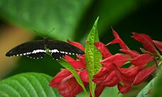 Mariposario Benalmadena