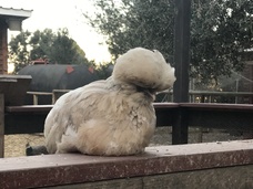 Foto nro 5 de Teresa Sanchez Muñoz