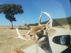 Foto nro 4 de Kokarredor