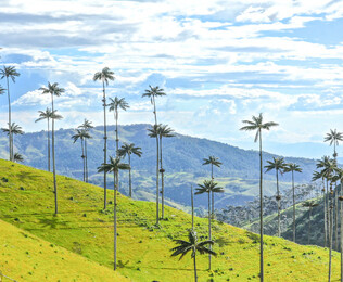 Colombia: Donde el coraz&oacute;n florece entre aromas de caf&eacute;