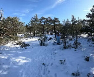 Domina la nieve: camina, crea y disfruta en Navacerrada