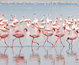 Kenia no se visita, se vive