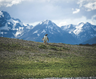 Entre glaciares y el Fin del Mundo