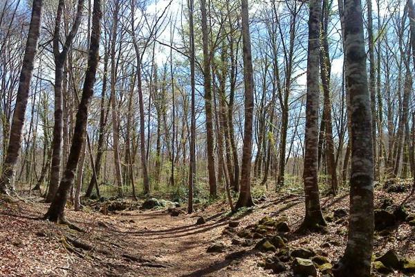 La Fageda d'en Josd