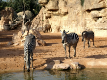 Espectáculos en El Parque de Cabecera, Bioparc Valencia Espectáculos en El Parque de Cabecera, Bioparc Valencia