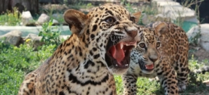 Vive la emoci�n de Safari Madrid