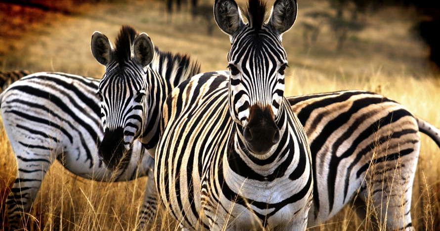 Categora A Classic 4*