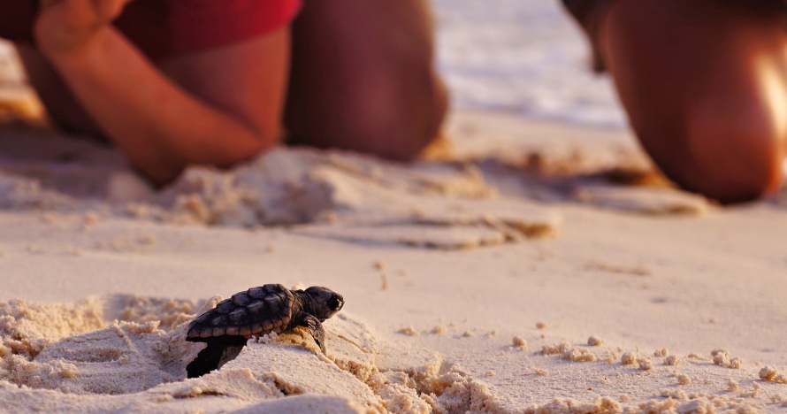 Categora Superior con Tamarindo