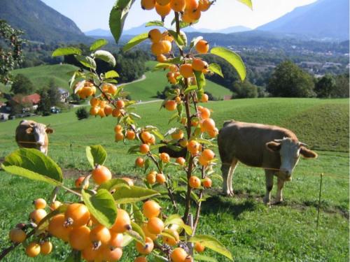 Imagen 4 de 14