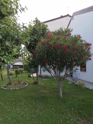 Imagen 5 de 9