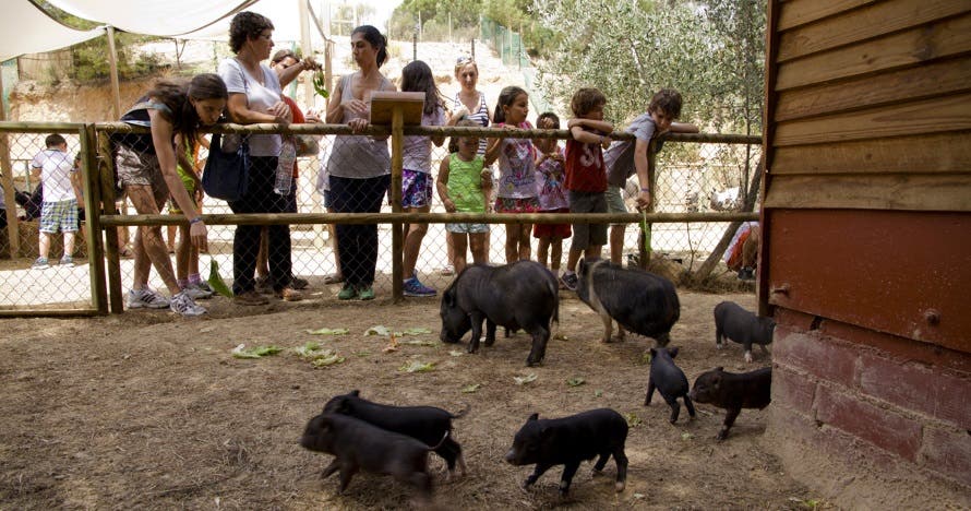 Granja Aventura Park: un día bestialmente divertido en la naturaleza
