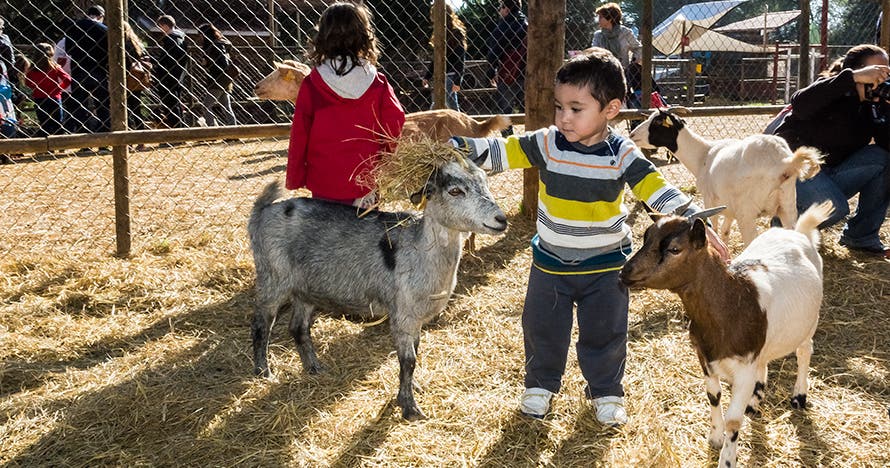 Granja Aventura Park: un día bestialmente divertido en la naturaleza