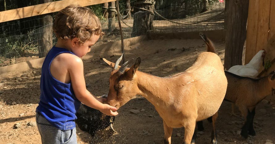 Granja Aventura Park: un día bestialmente divertido en la naturaleza