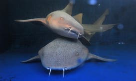 Cirkid `Circo Acuático´ en Sevilla