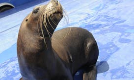 Cirkid `Circo Acuático´ en Sevilla