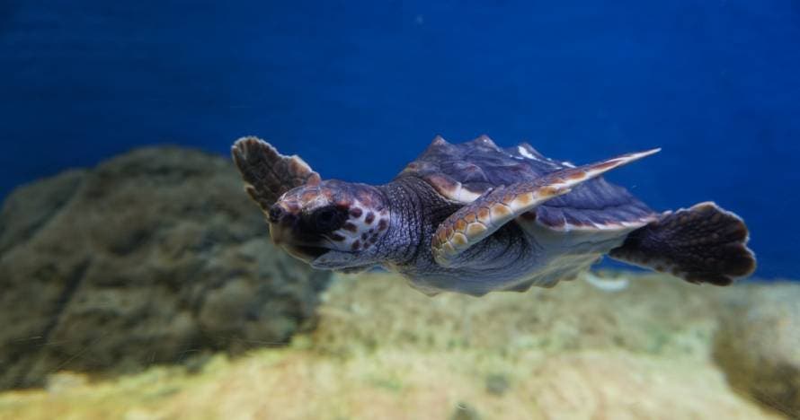 Acuario de Sevilla