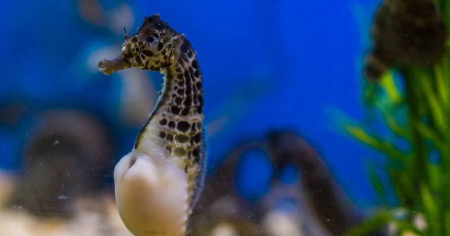 Acuario de Sevilla