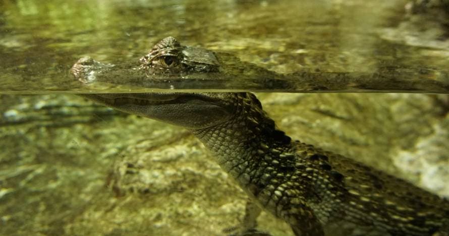Acuario de Sevilla
