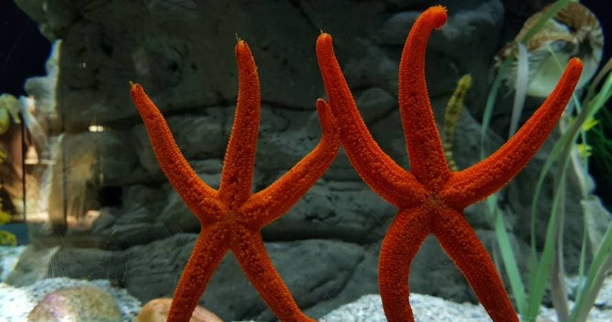 Acuario de Sevilla
