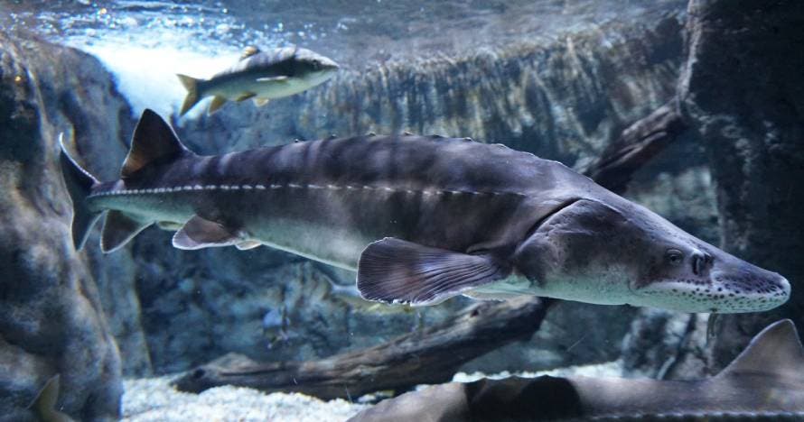 Acuario de Sevilla