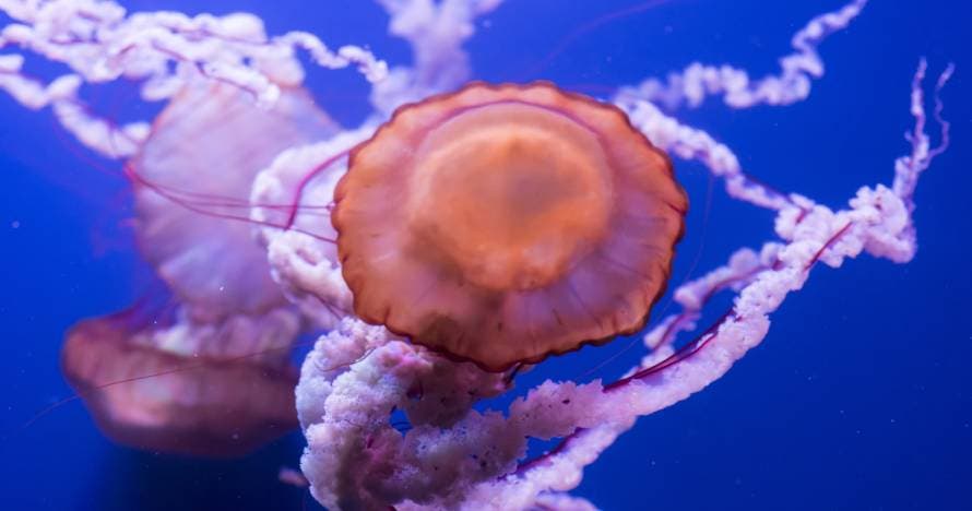 Acuario de Sevilla