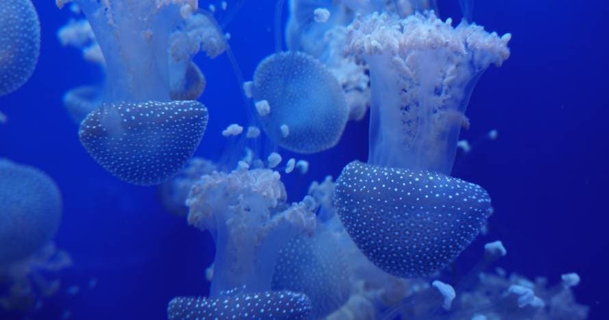 Acuario de Sevilla