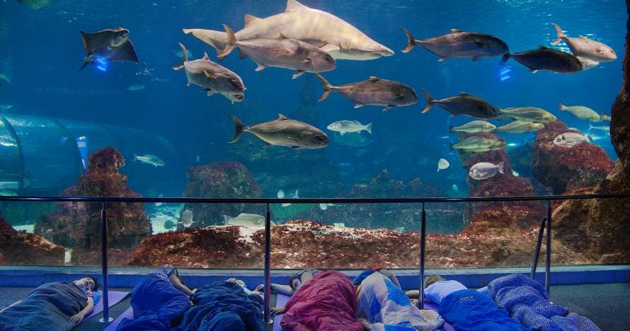 Noche mágica: durmiendo con tiburones en L'Aquàrium