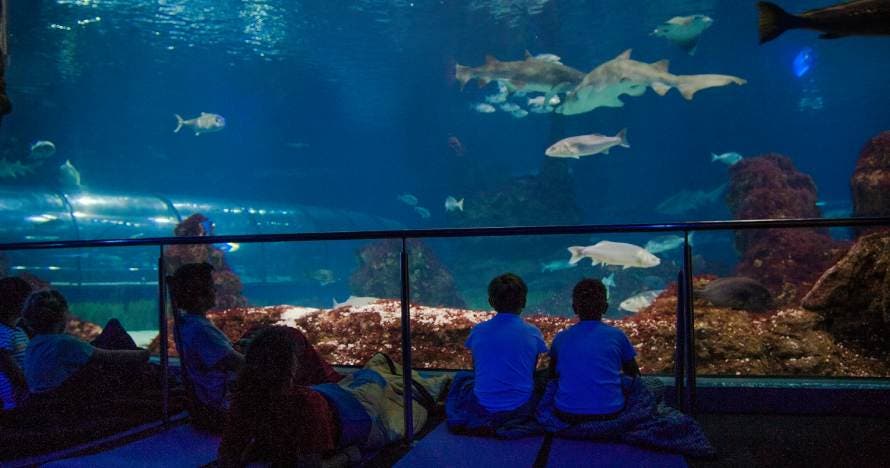 Noche mágica: durmiendo con tiburones en L'Aquàrium