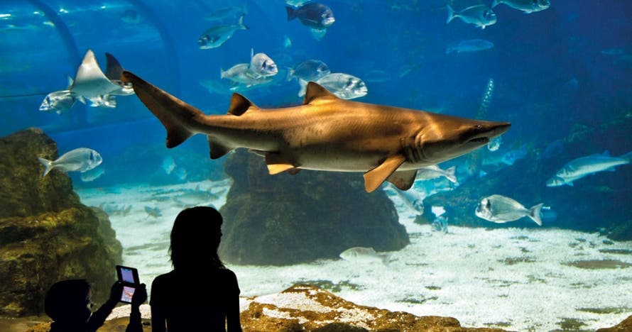 Noche mágica: durmiendo con tiburones en L'Aquàrium