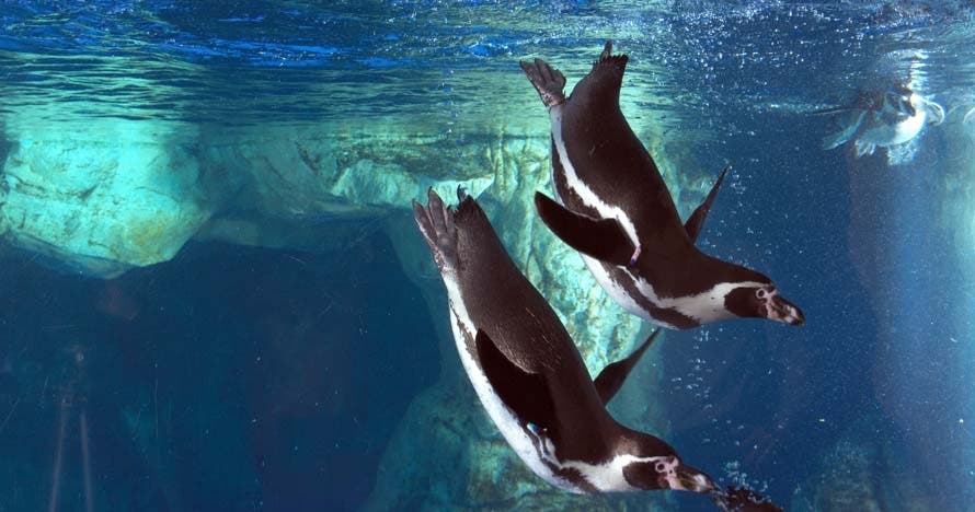 Noche mágica: durmiendo con tiburones en L'Aquàrium