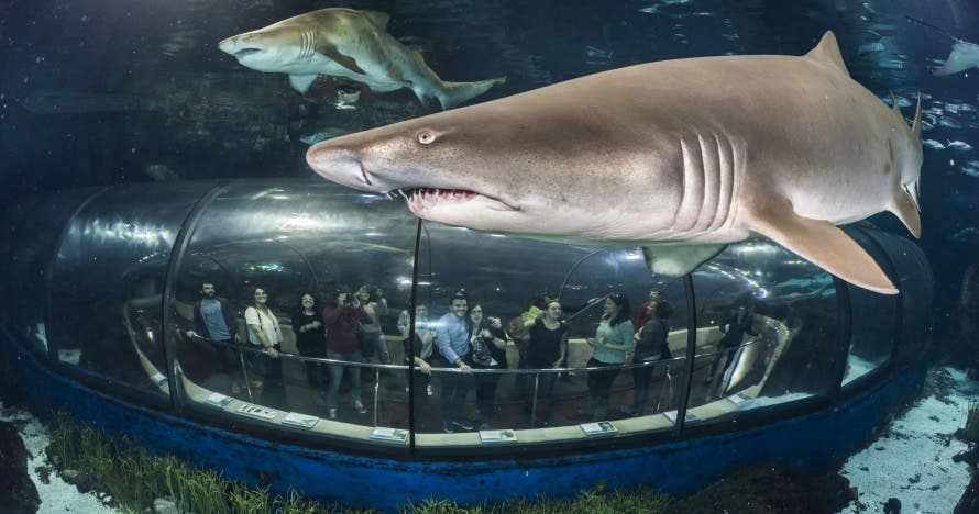 Noche mágica: durmiendo con tiburones en L'Aquàrium