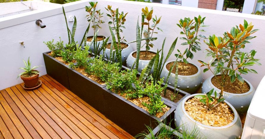 Aprende a cultivar tu propio huerto en casa