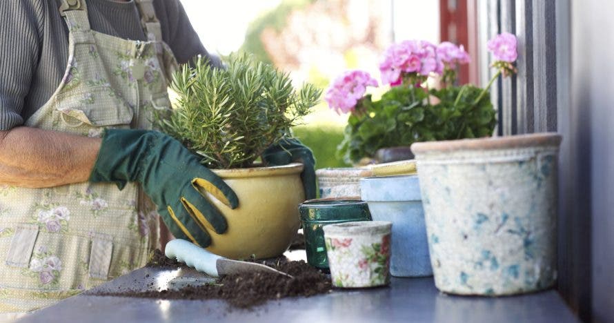 Aprende a cultivar tu propio huerto en casa