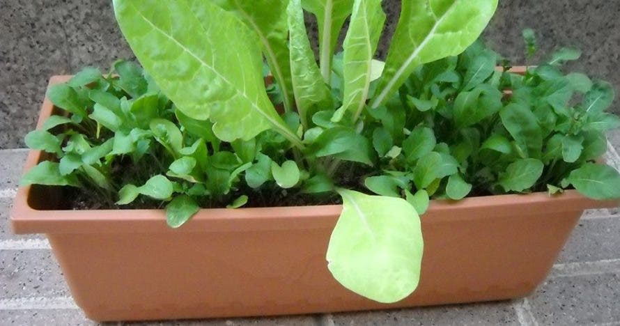 Aprende a cultivar tu propio huerto en casa