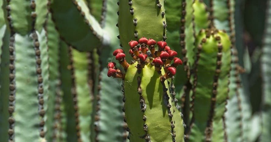 Pirámides de Güímar Parque Etnográfico y Jardín Botánico