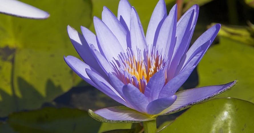 Pirámides de Güímar Parque Etnográfico y Jardín Botánico