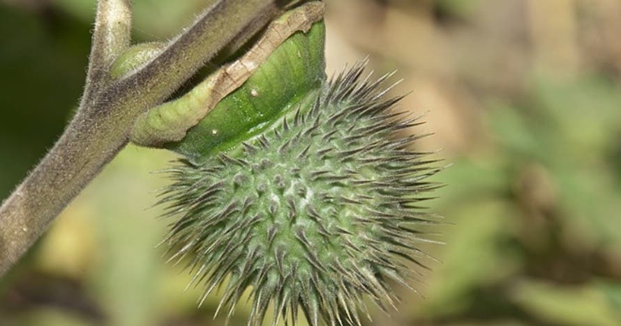 Pirámides de Güímar Parque Etnográfico y Jardín Botánico