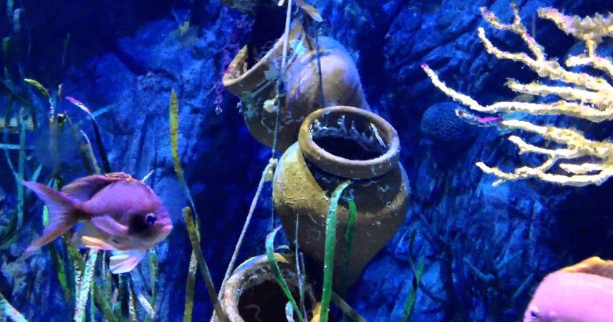 Sea Life Benalmádena