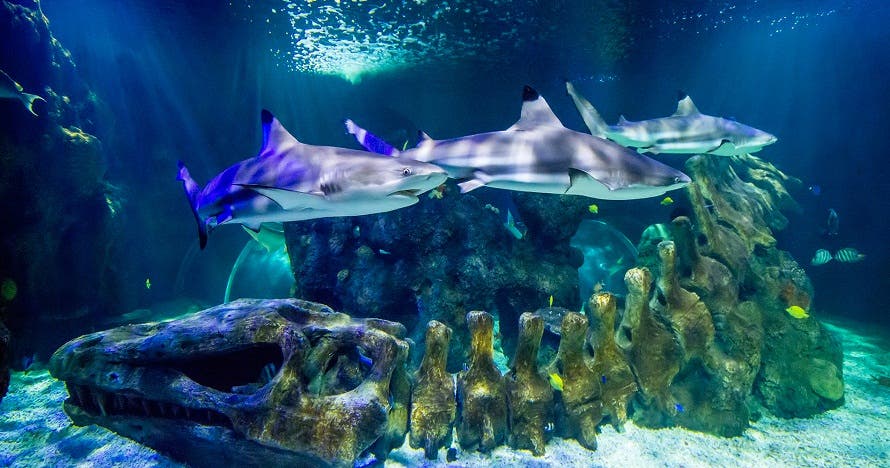 Sea Life Benalmádena