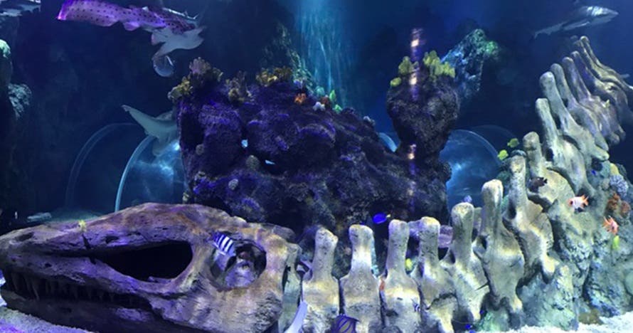 Sea Life Benalmádena